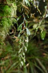 Hymenophyllum peltatum. Elongated frond with deeply toothed margins.  
 Image: L.R. Perrie © Te Papa 2013 CC BY-NC 3.0 NZ